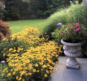 yellow flowers