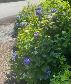 gravel path