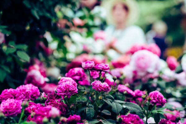 THE CHELSEA FLOWER SHOW